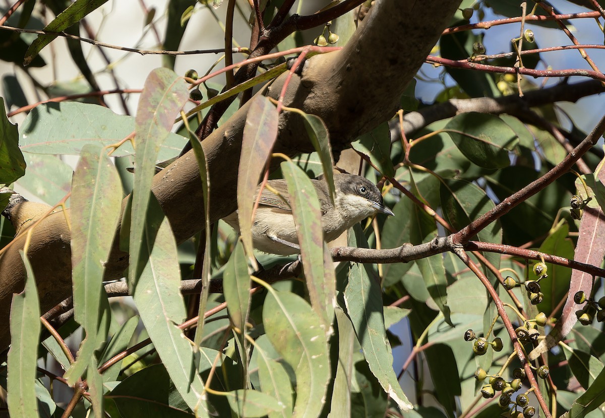 Western Orphean Warbler - Ricky Owen