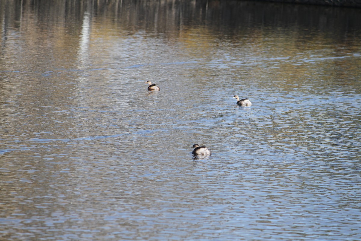 Hoary-headed Grebe - ML617883429