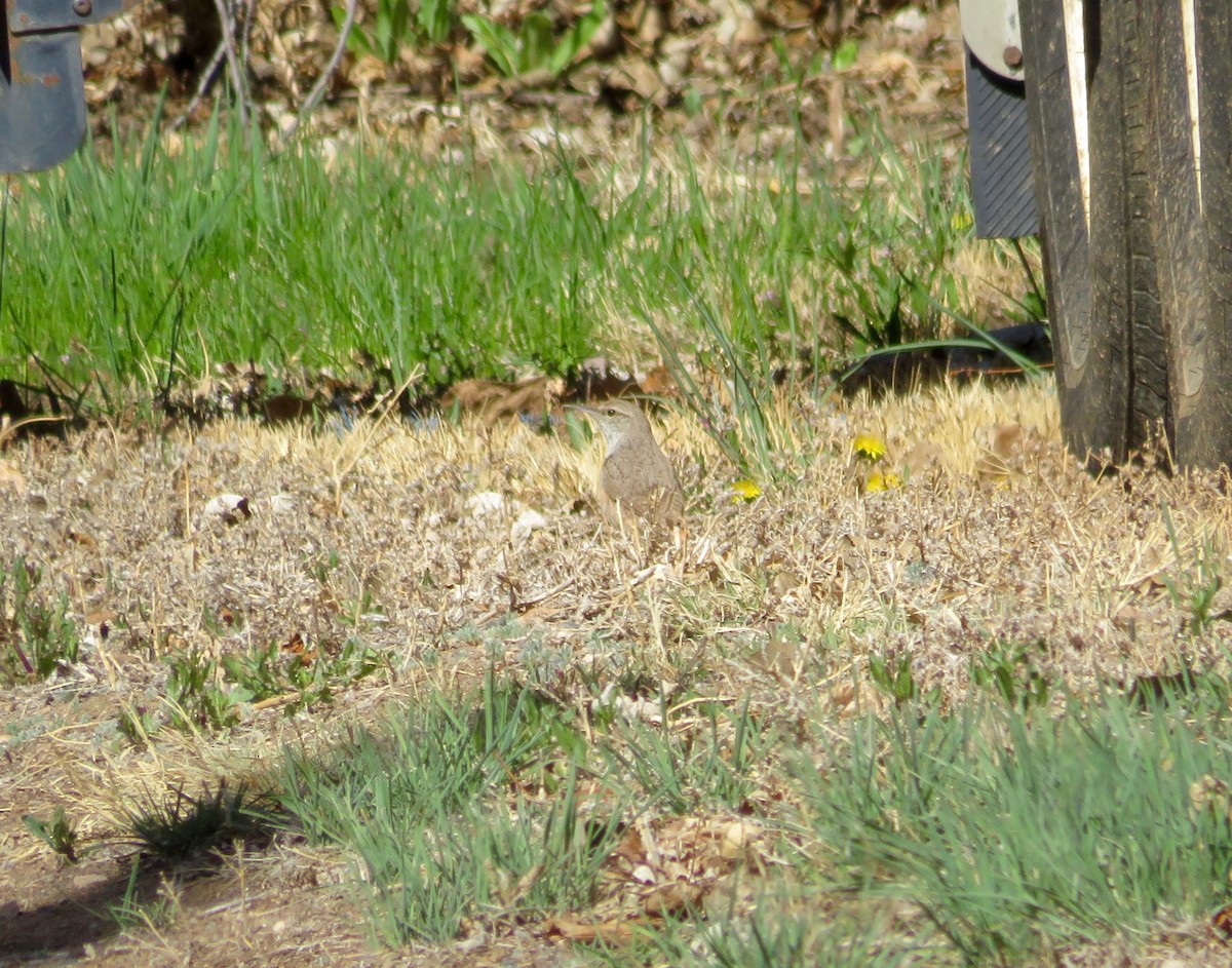 Rock Wren - ML617883451