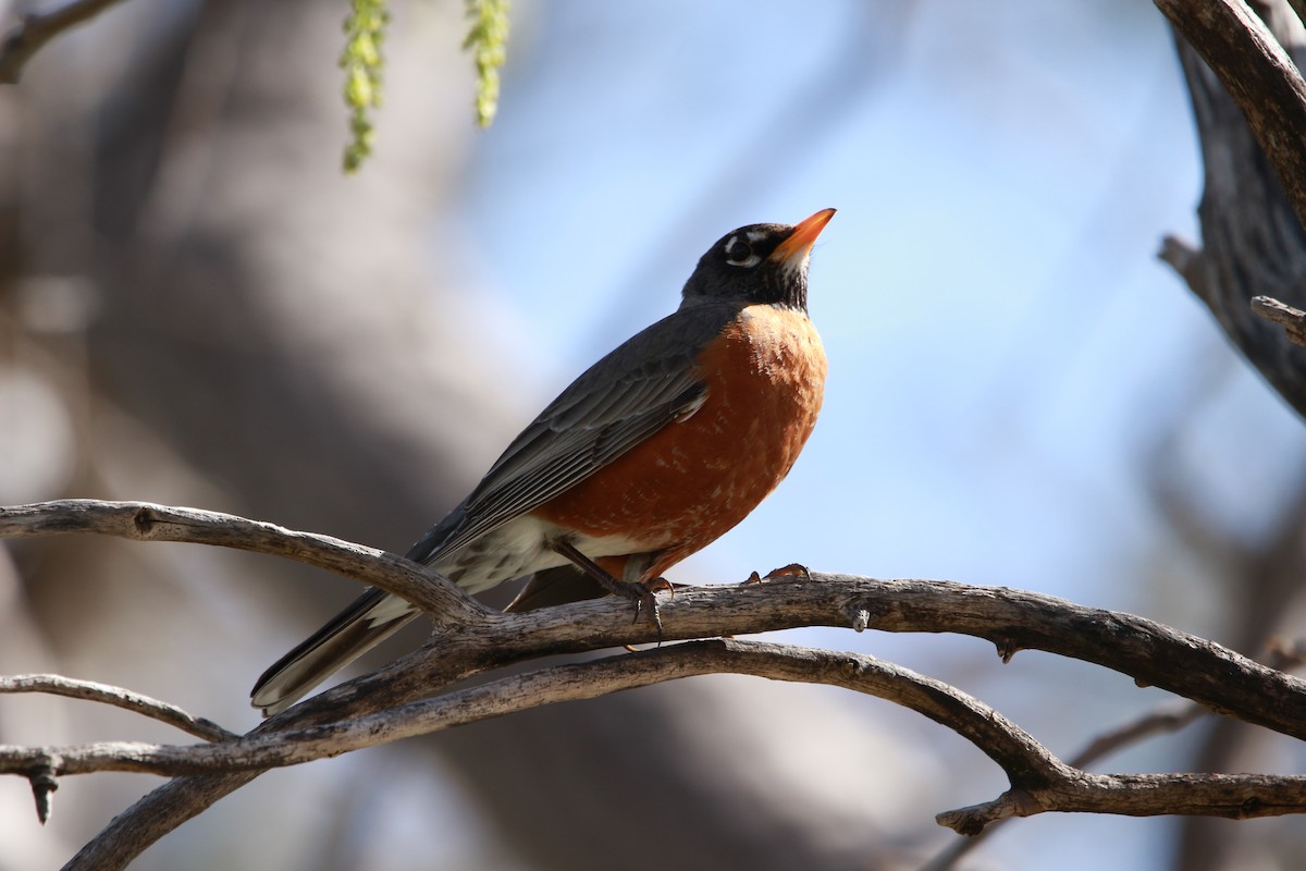 American Robin - ML617883499