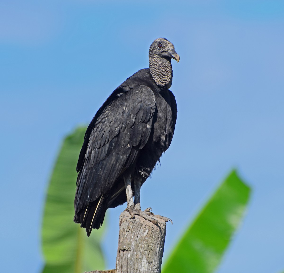 Black Vulture - ML61788351