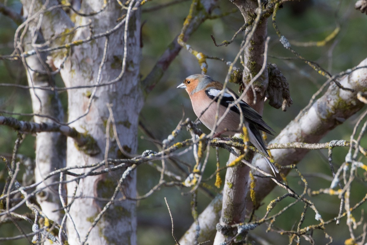 Common Chaffinch - ML617883531