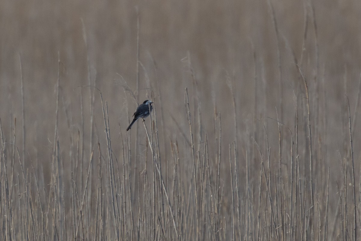 White Wagtail - ML617883537