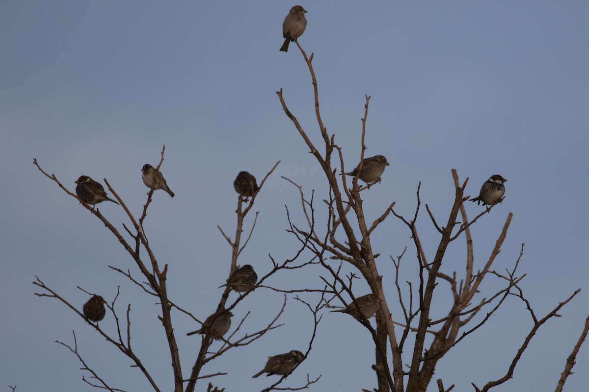 Moineau espagnol - ML617883544