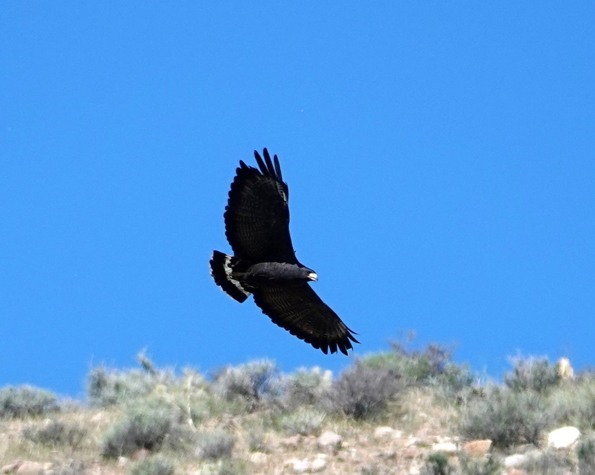 Common Black Hawk - Michael DeWispelaere