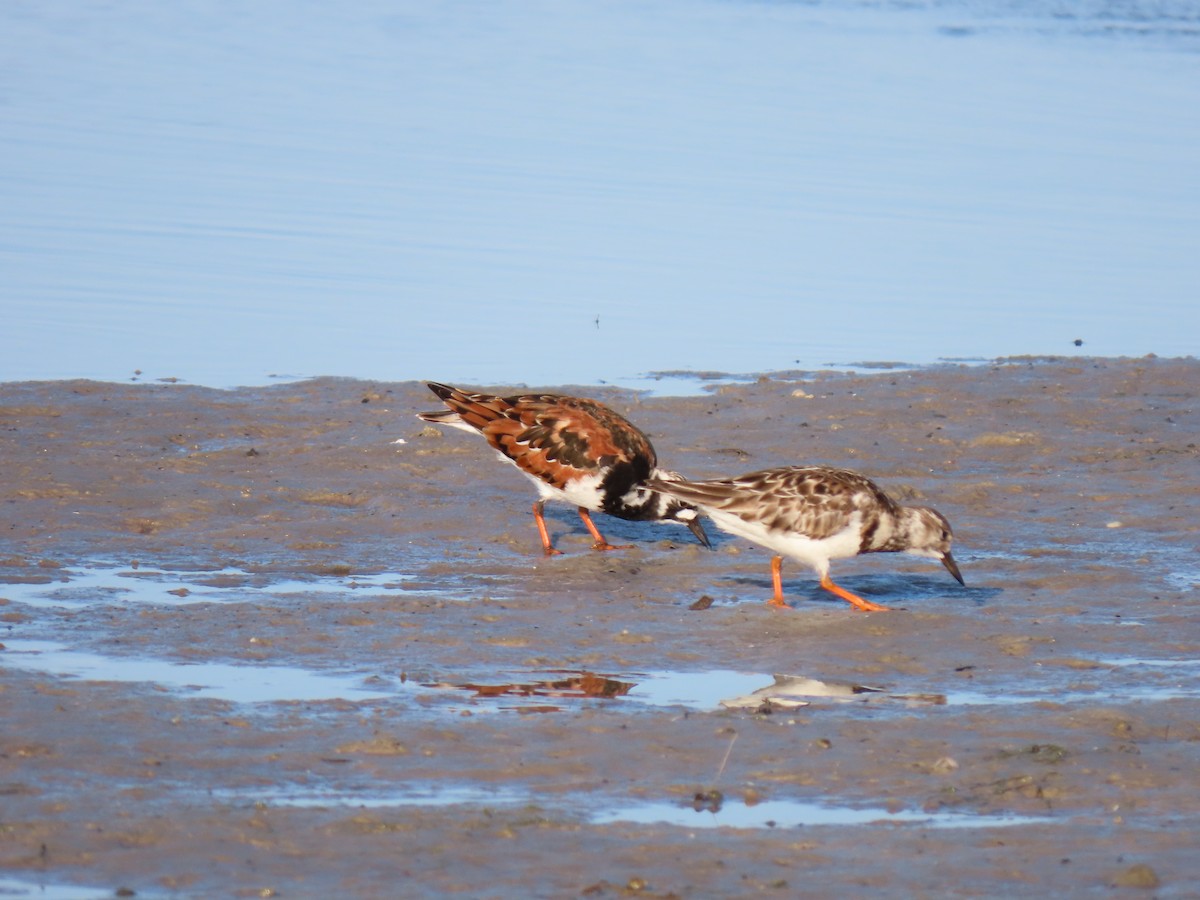 Ruddy Turnstone - ML617883554