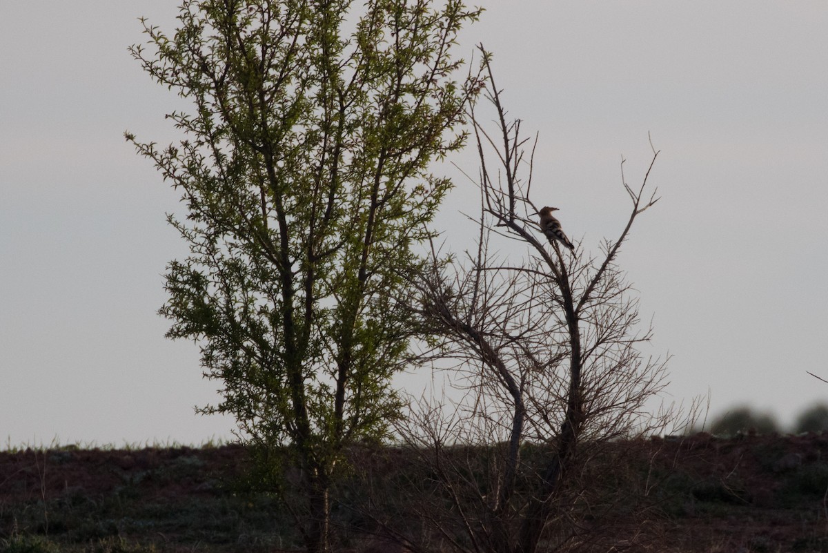 Eurasian Hoopoe - ML617883562