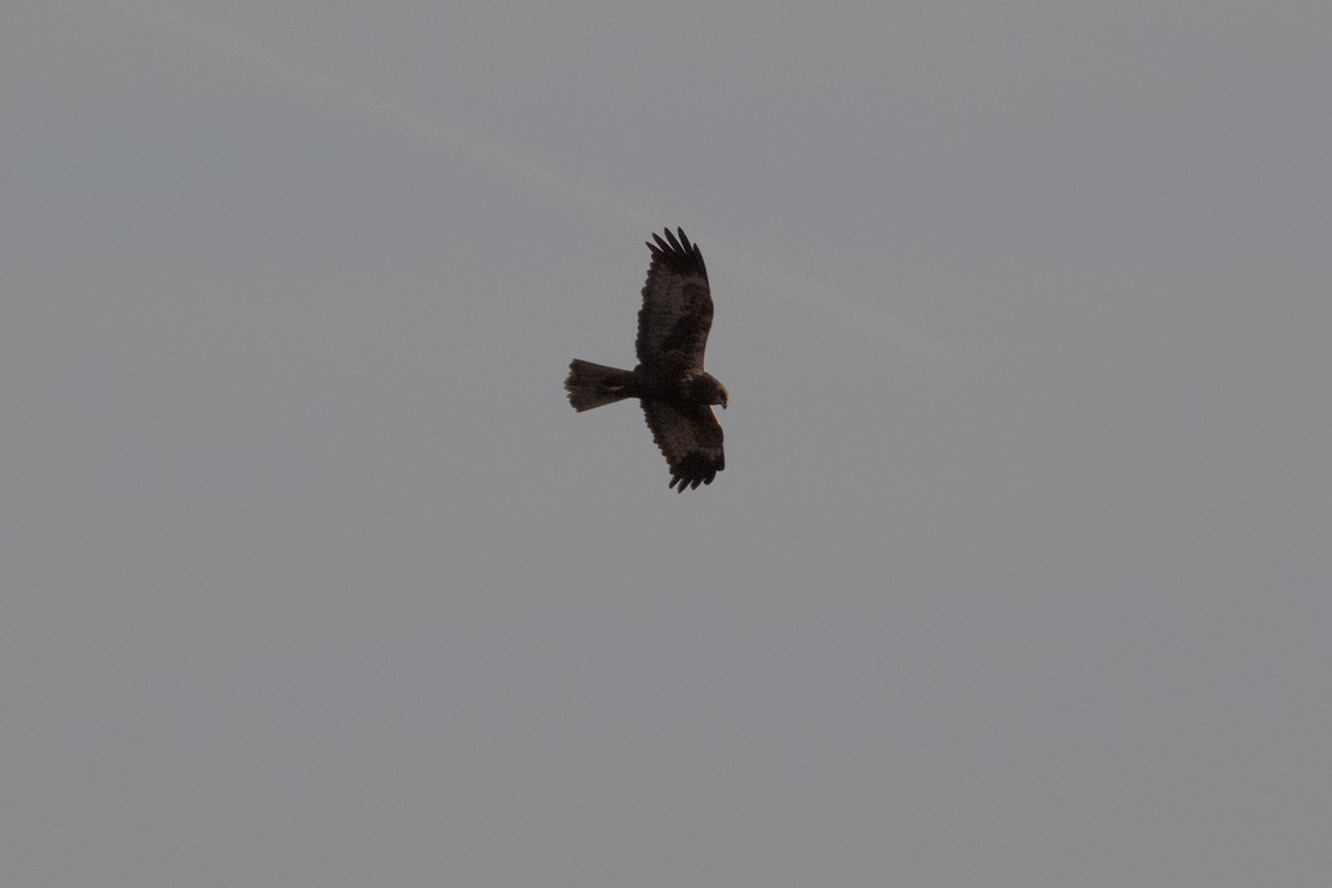 Western Marsh Harrier - ML617883568