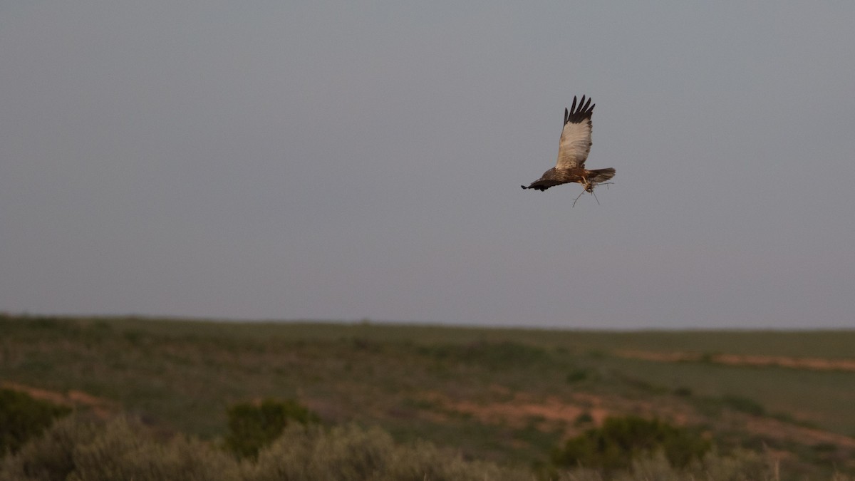 Western Marsh Harrier - ML617883569