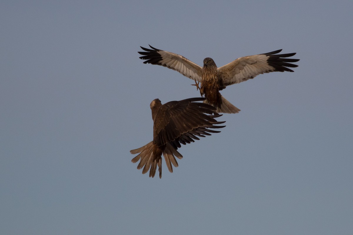 Western Marsh Harrier - ML617883570