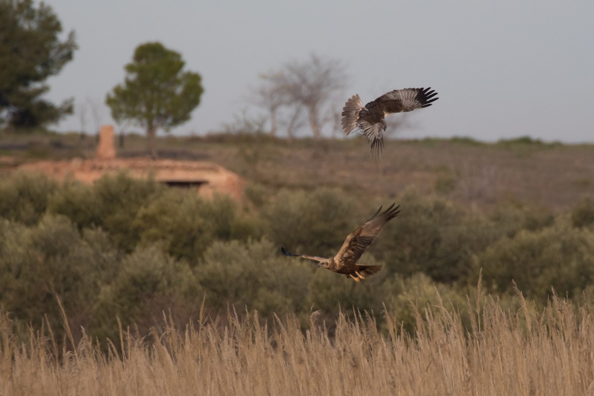 Western Marsh Harrier - ML617883571