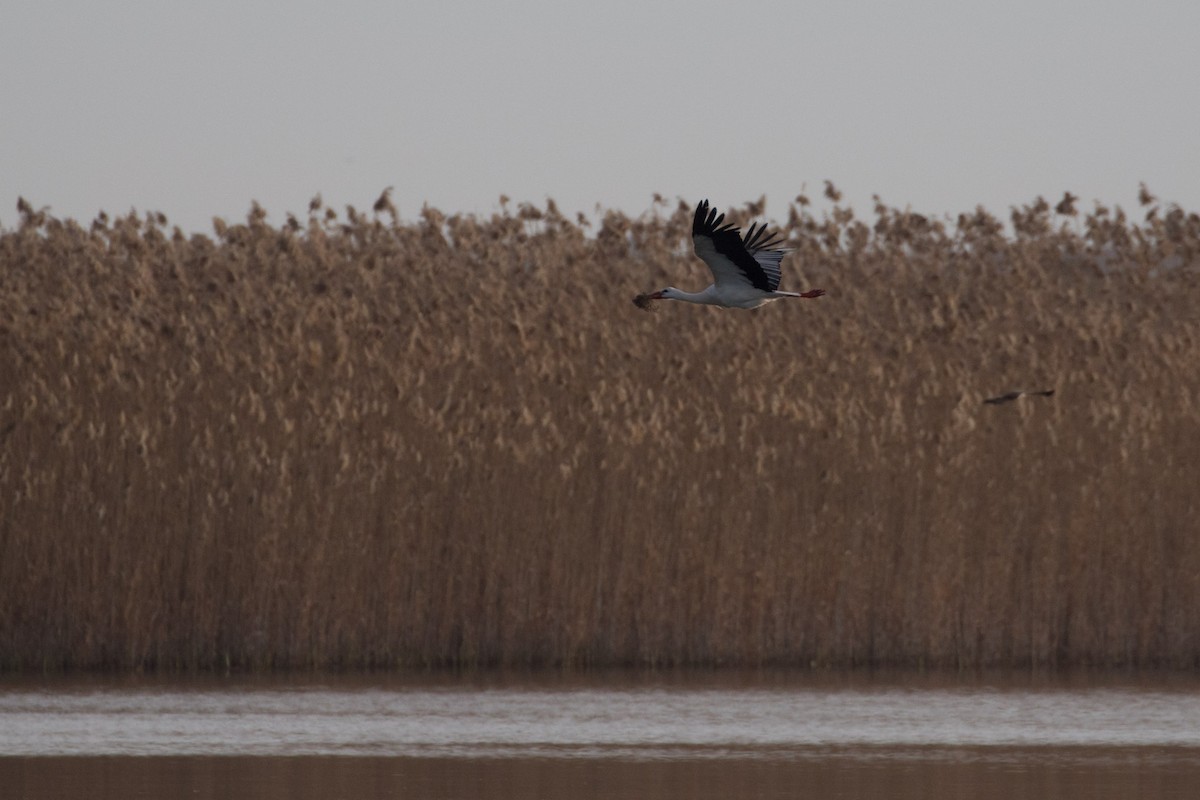 White Stork - ML617883589