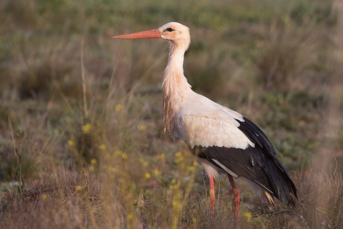 White Stork - Detcheverry Joël