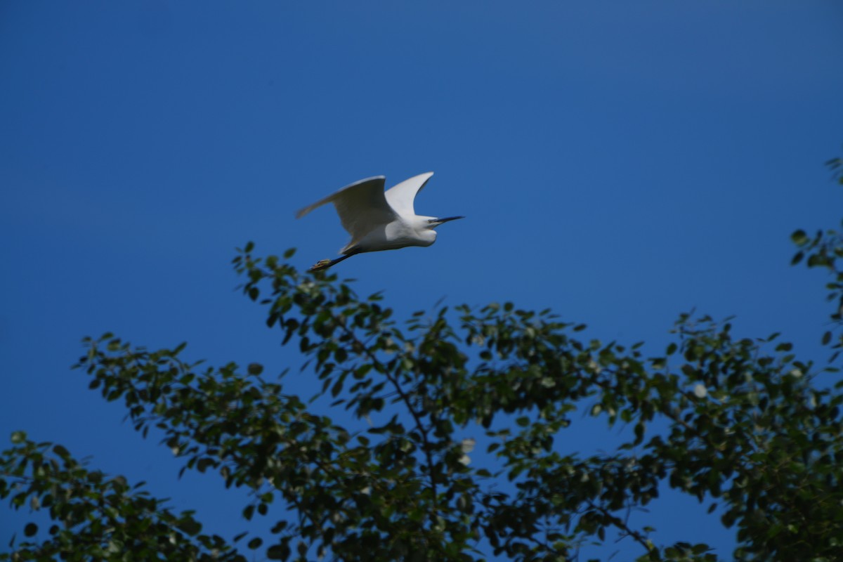 Little Egret - ML617883591