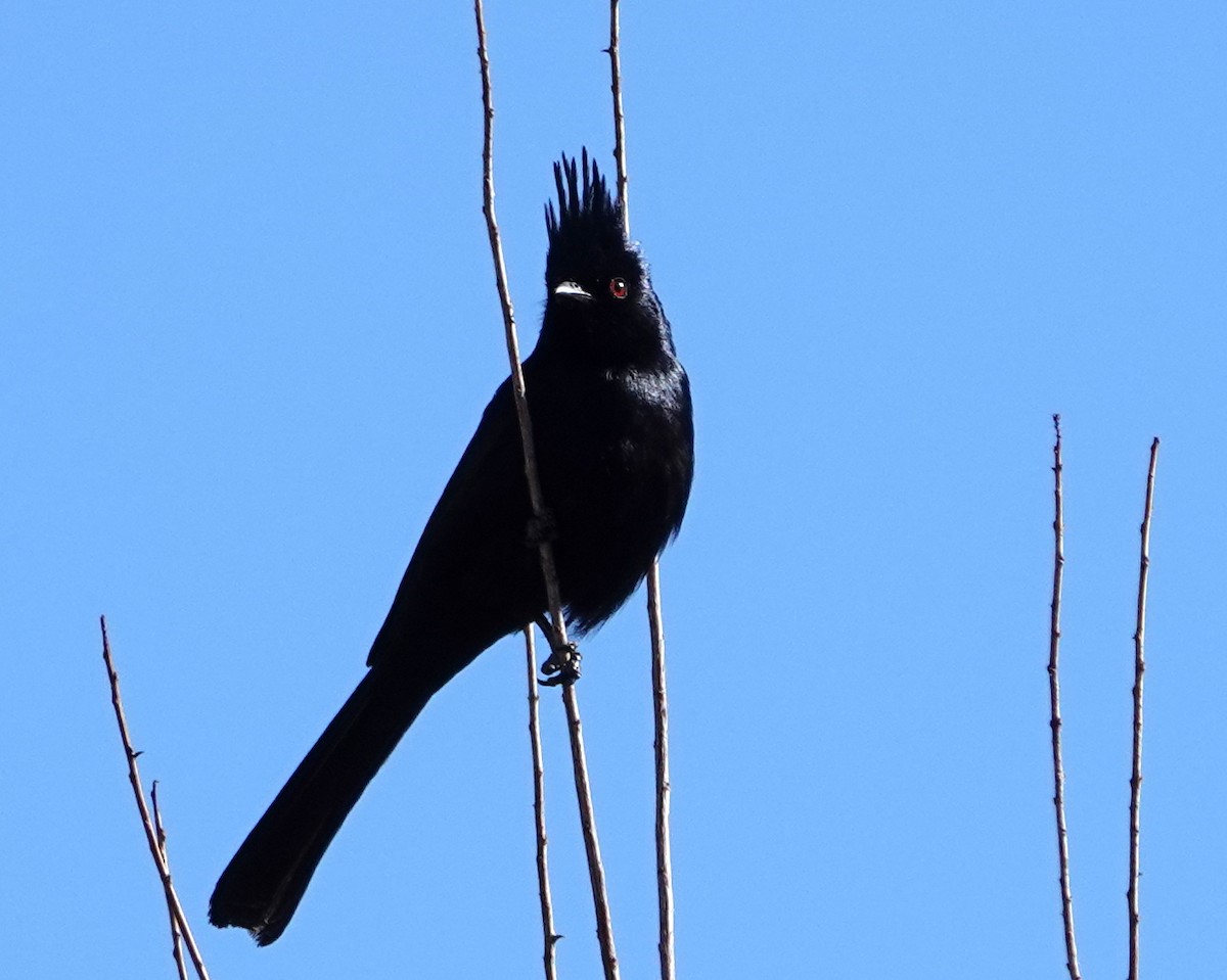 Capulinero Negro - ML617883612