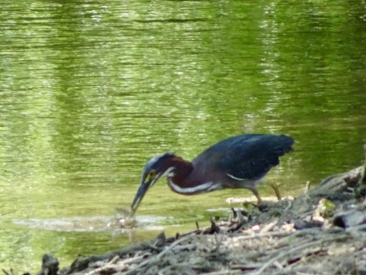 Green Heron - Dan Keener