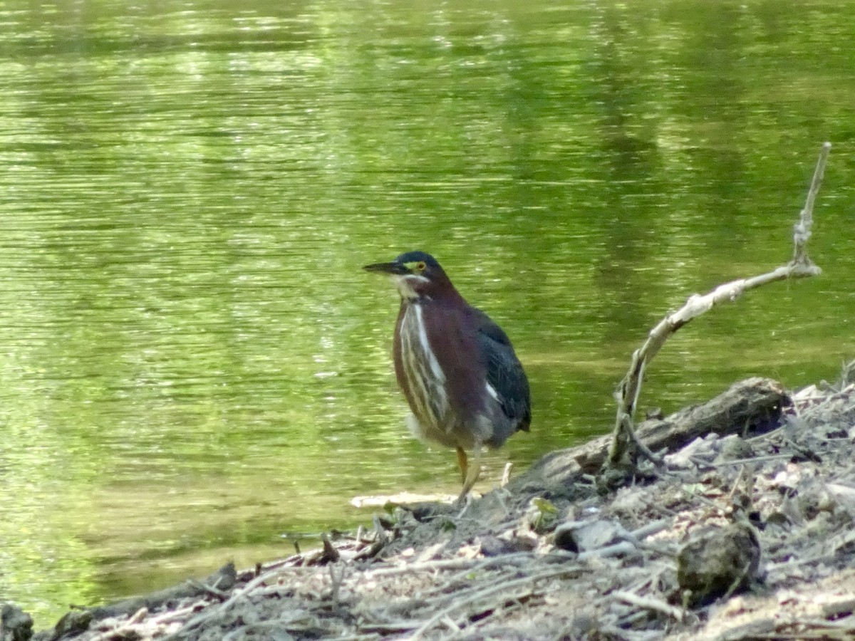 Green Heron - Dan Keener