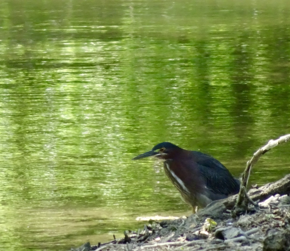 Green Heron - Dan Keener