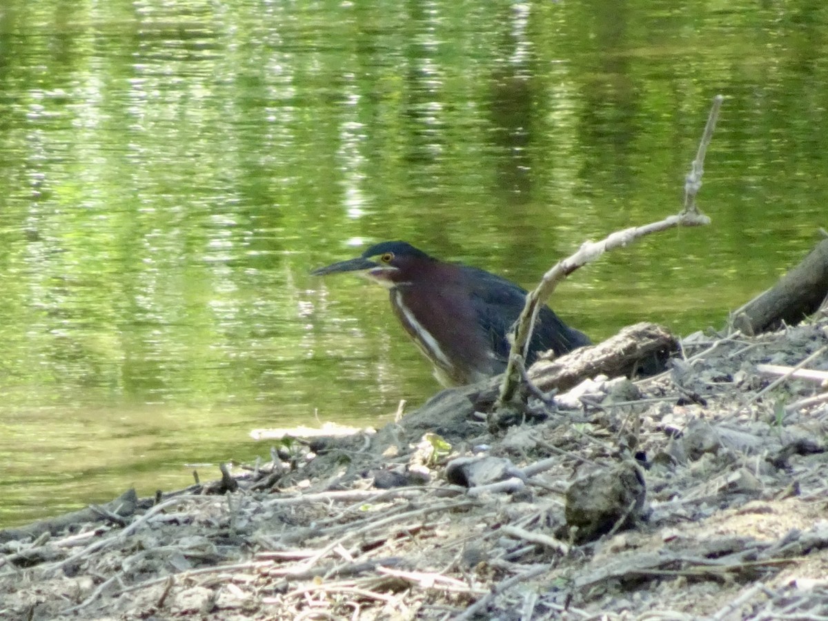 Green Heron - Dan Keener