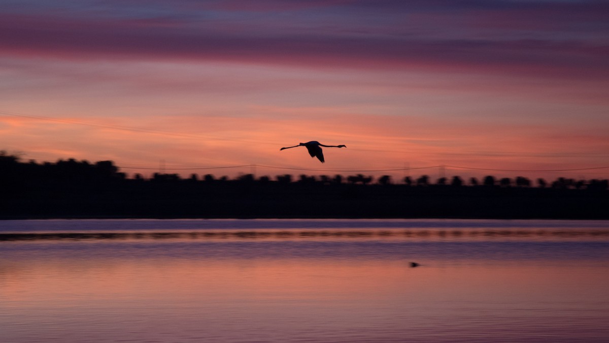 Flamant rose - ML617883631