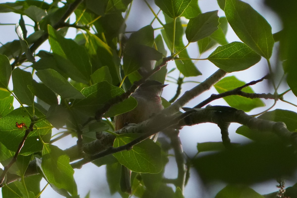 Eurasian Penduline-Tit - ML617883647