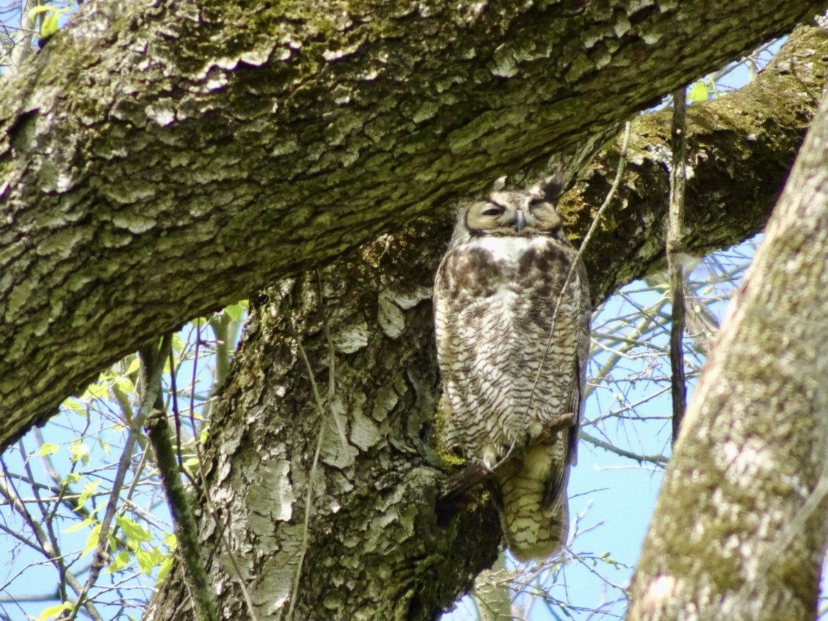 Great Horned Owl - ML617883650