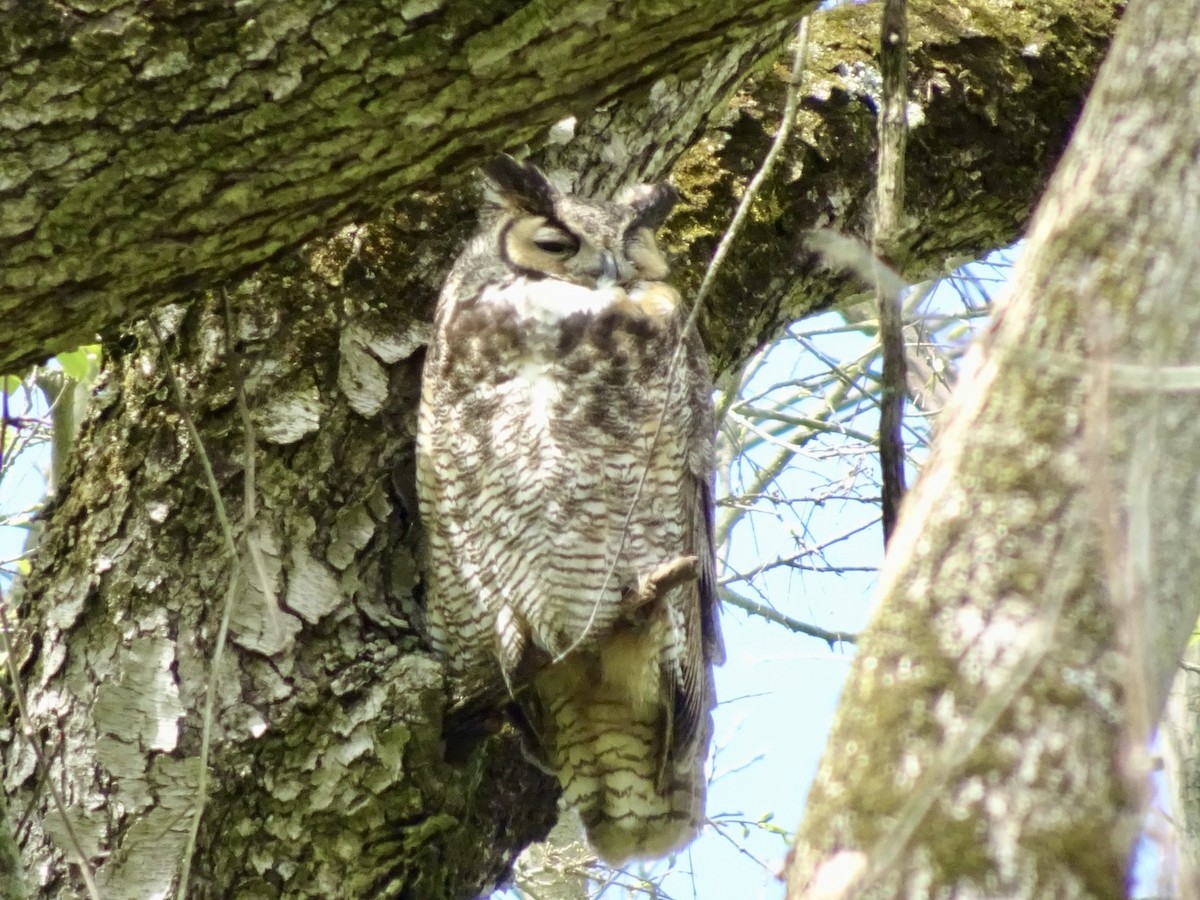 Great Horned Owl - ML617883651