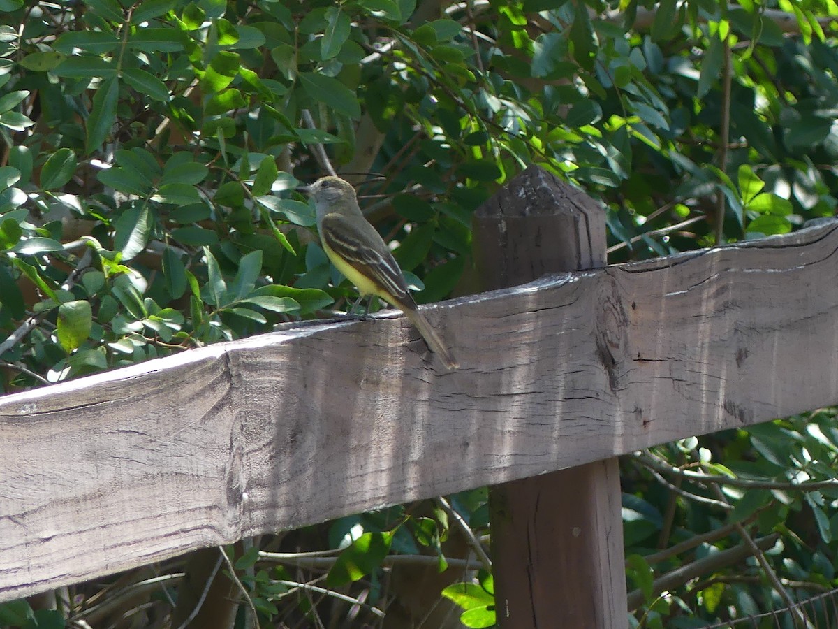 Great Crested Flycatcher - ML617883652
