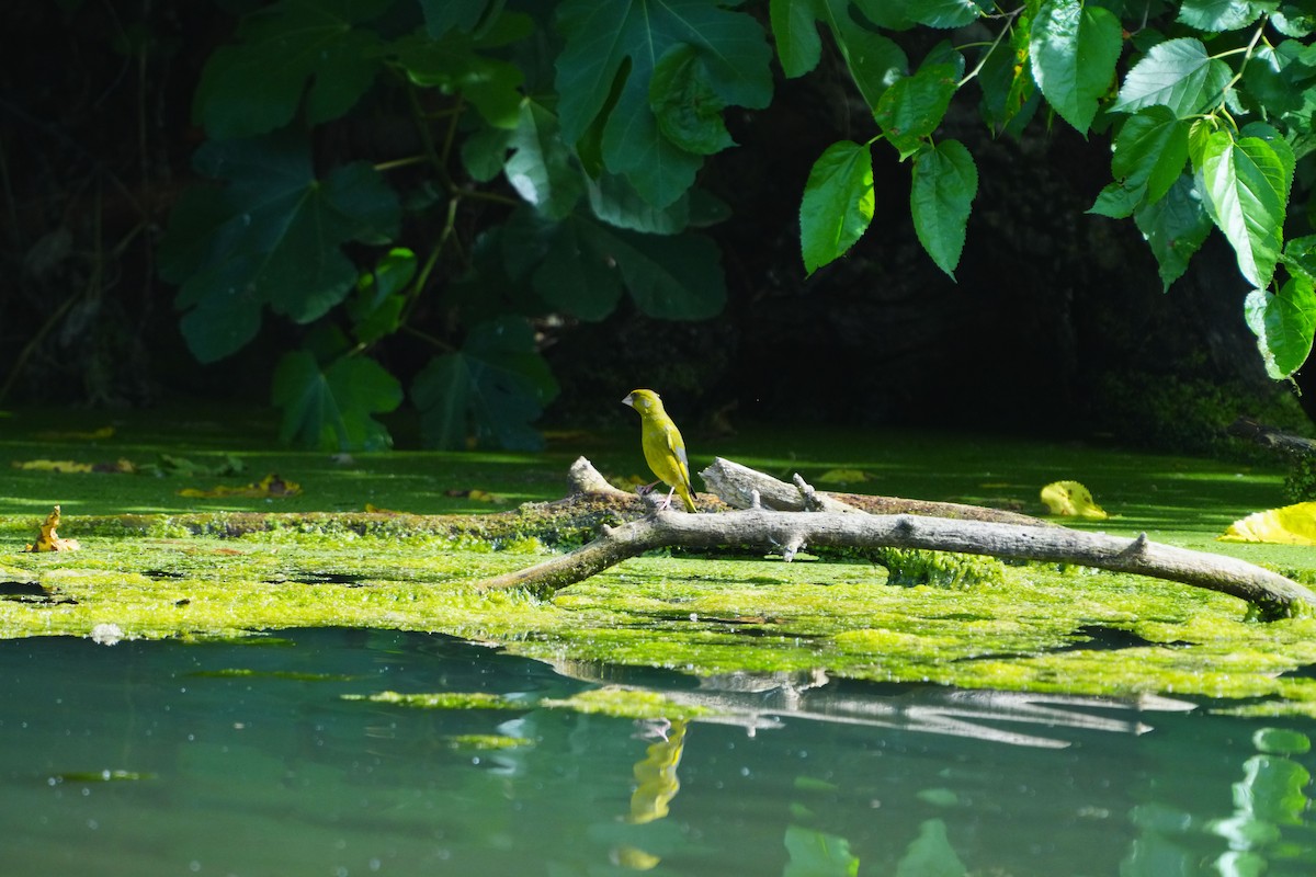 European Greenfinch - ML617883658