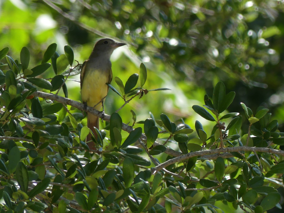 Great Crested Flycatcher - ML617883675