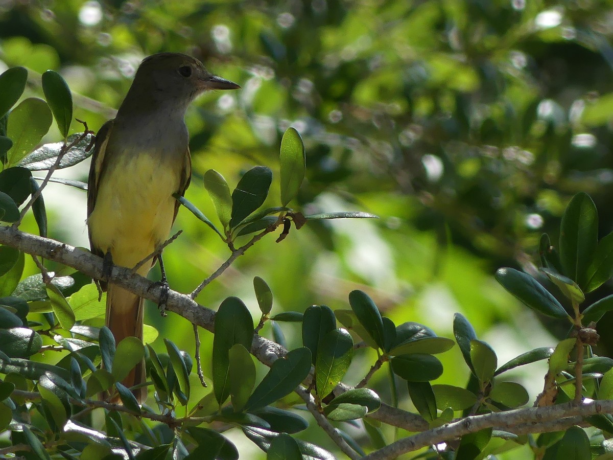 Great Crested Flycatcher - ML617883687