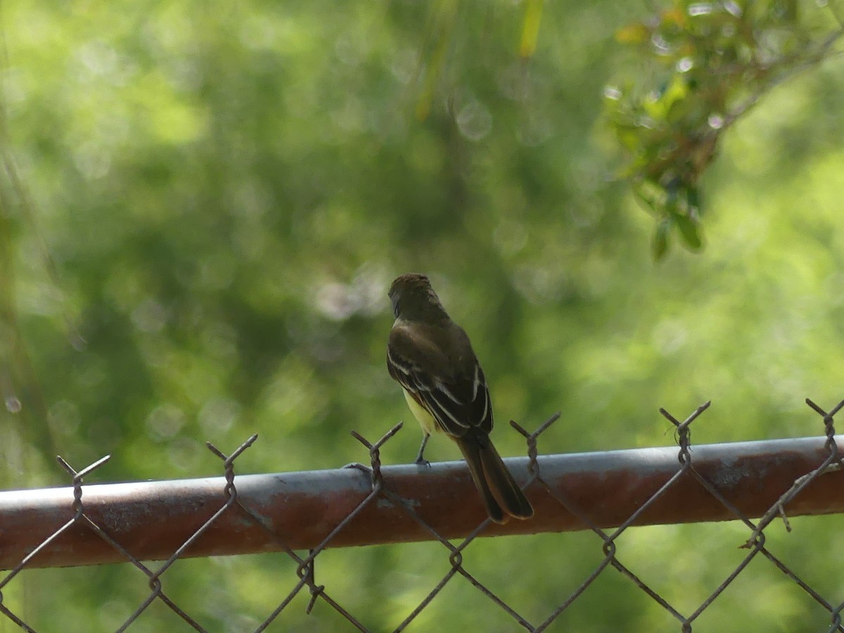 Great Crested Flycatcher - ML617883693