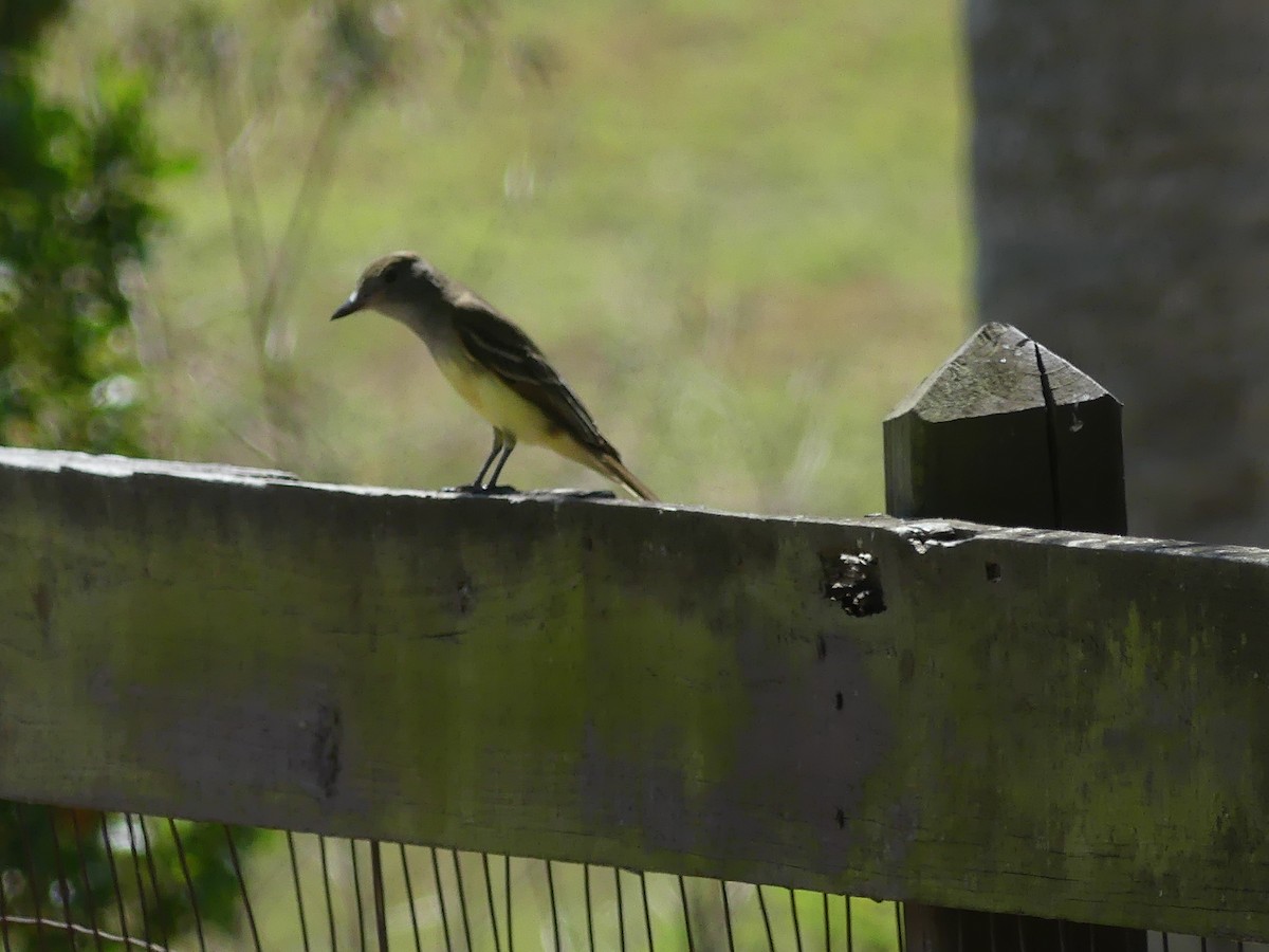 Great Crested Flycatcher - ML617883704