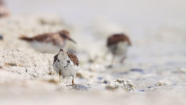 jespák drobný - ML617883716