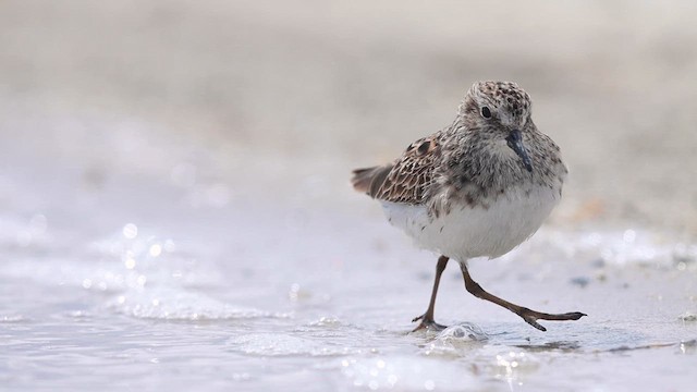 Least Sandpiper - ML617883717