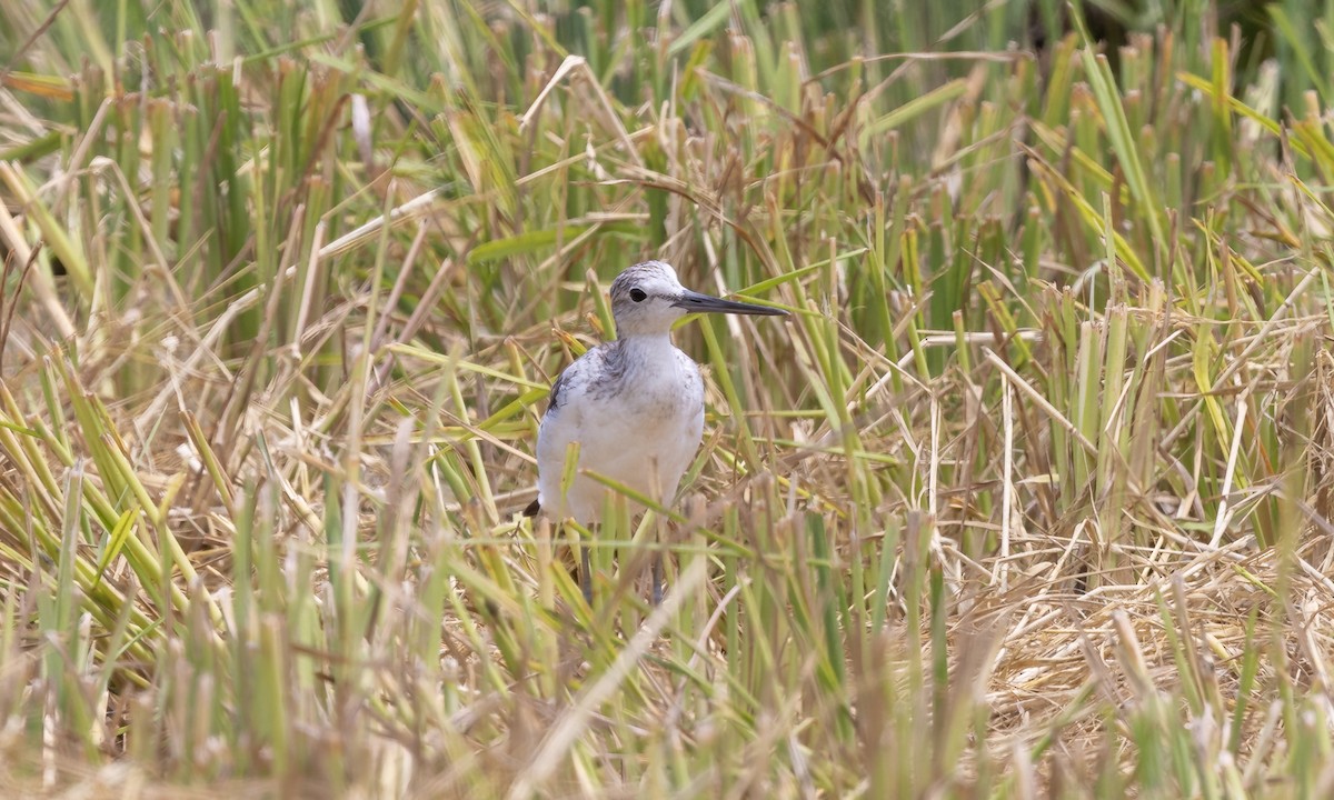 Common Greenshank - Paul Fenwick