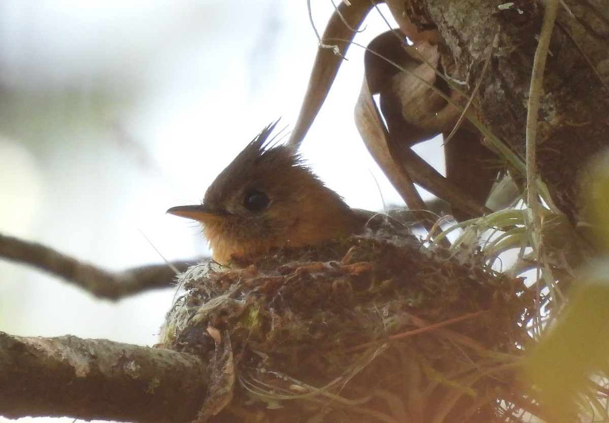 Tufted Flycatcher - ML617883720