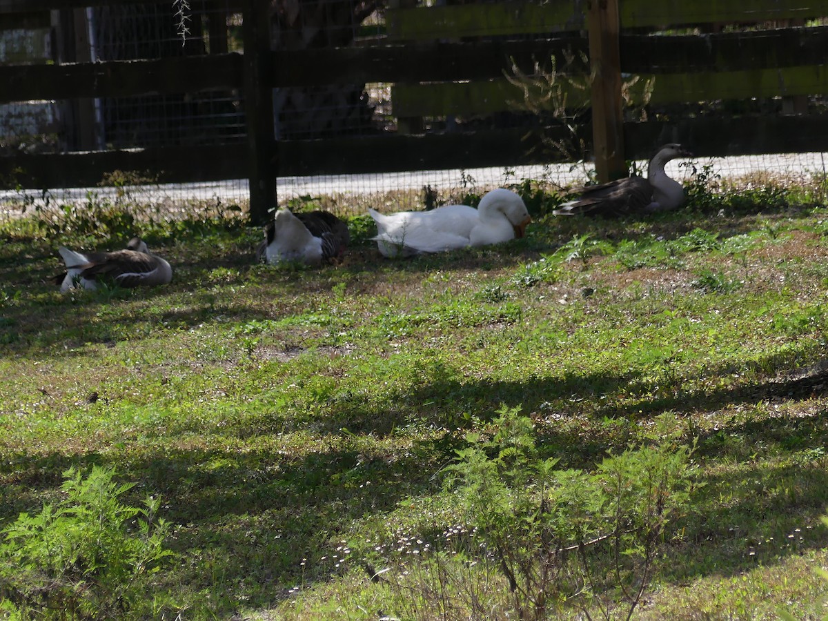 Swan Goose (Domestic type) - Betty Holcomb