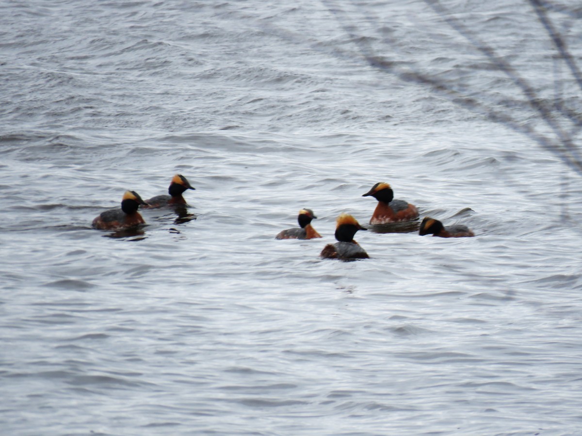 Horned Grebe - Michel Turcot