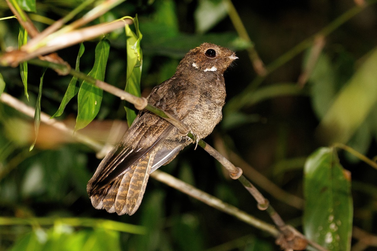 Бурый козодой - ML617883736