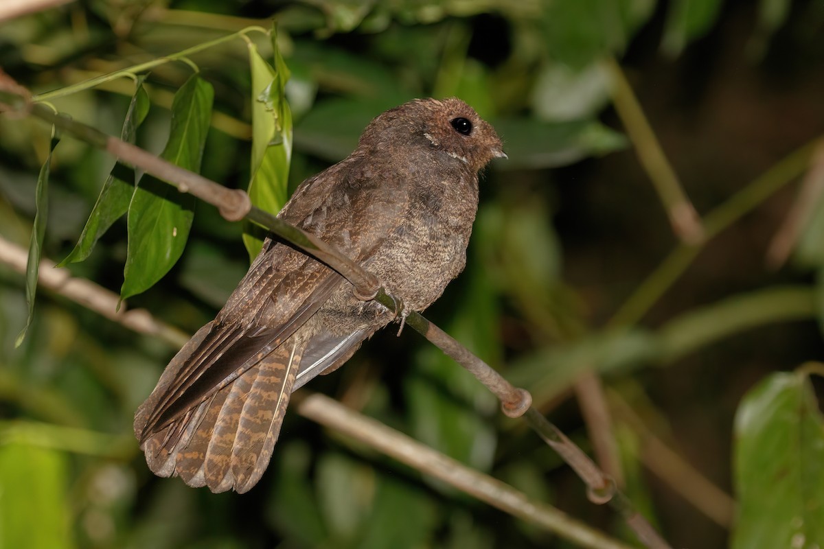 Brown Nightjar - ML617883737