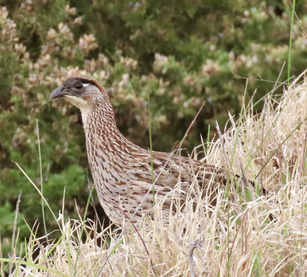 Francolin d'Erckel - ML617883770