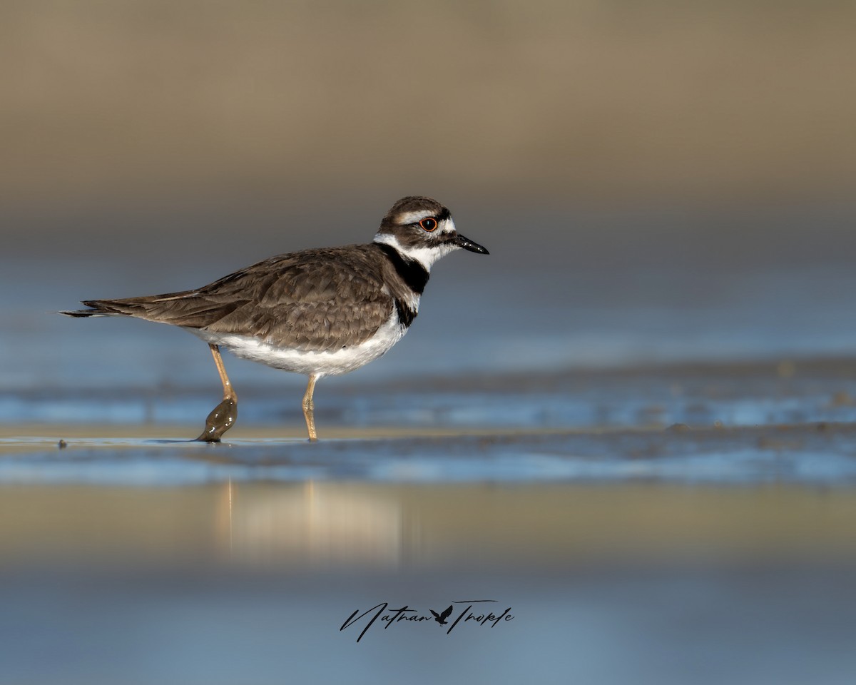 Killdeer - Nathan Thokle