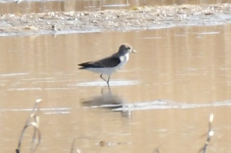 Semipalmated Sandpiper - ML617883854