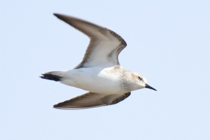 Semipalmated Sandpiper - ML617883855