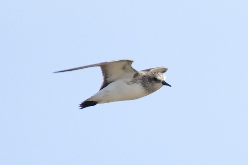 Semipalmated Sandpiper - Kale Worman