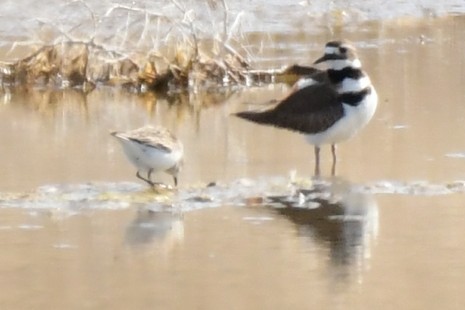 Semipalmated Sandpiper - ML617883857