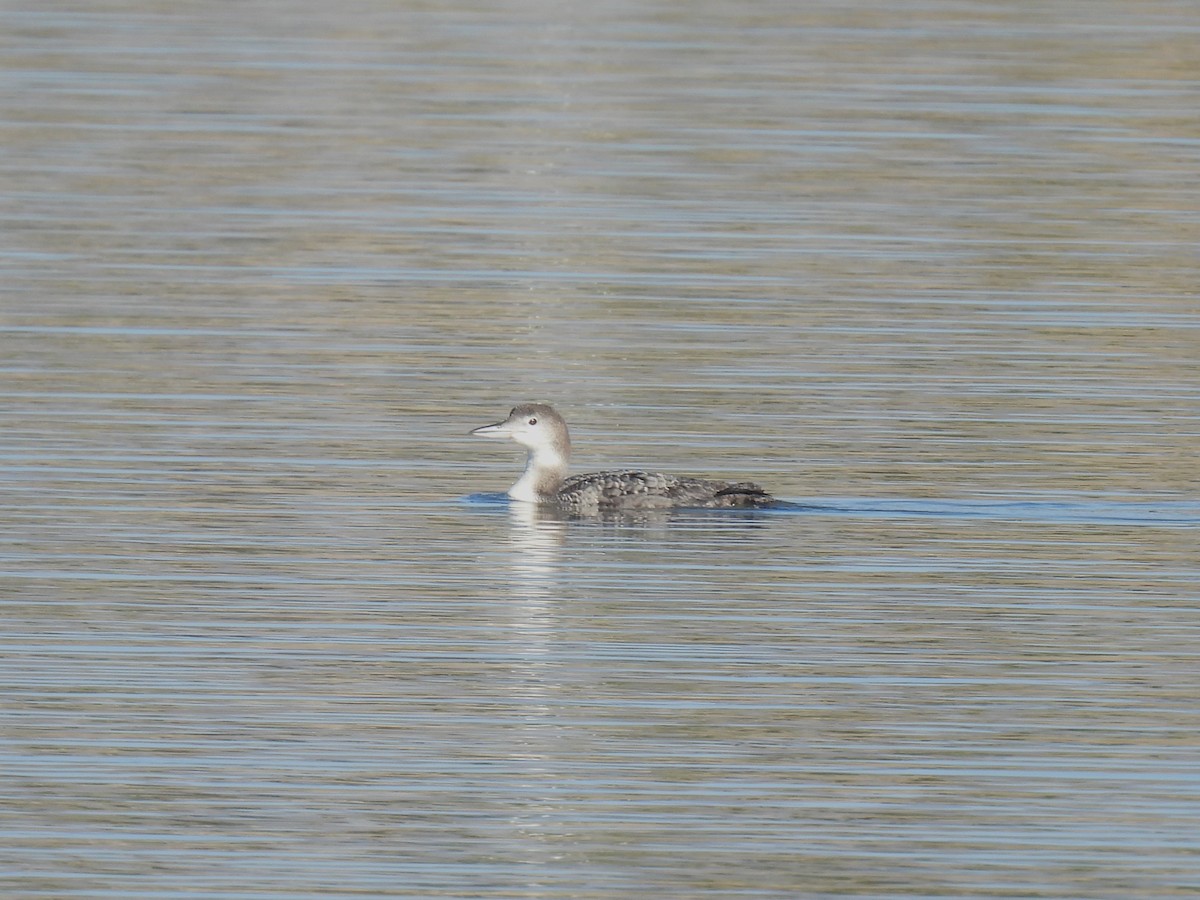 Common Loon - Chris Chappell