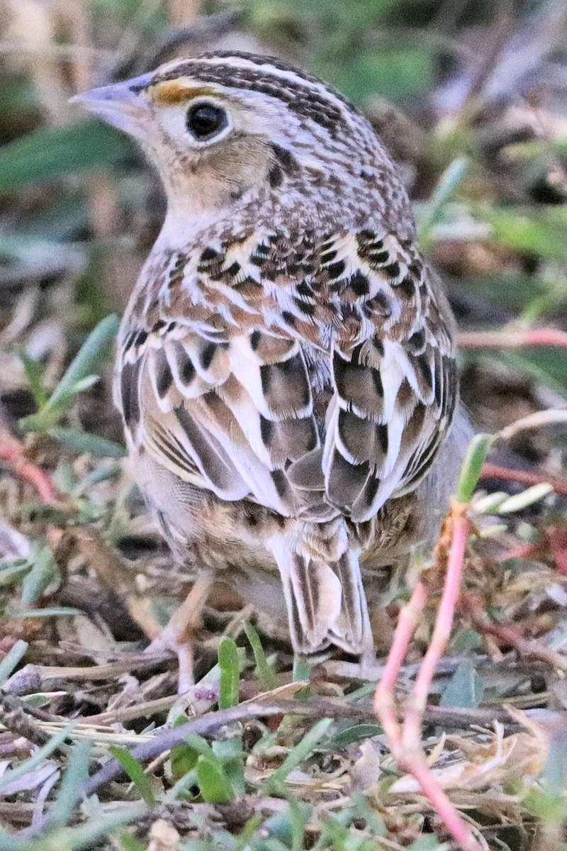 Grasshopper Sparrow - ML617883922