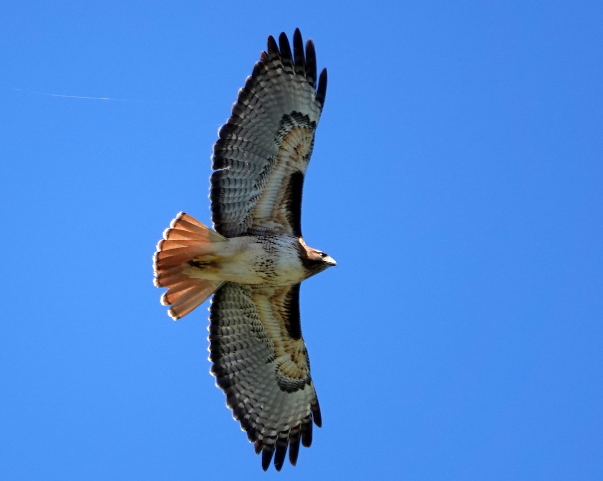 Red-tailed Hawk - ML617883930